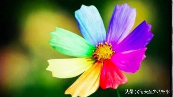 七色花故事书二年级下册(二年级下册《七色花》的故事)